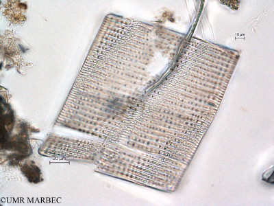 phyto/Scattered_Islands/all/COMMA April 2011/Rhabdonema adriaticum (recomposé)(copy)_thumb.jpg